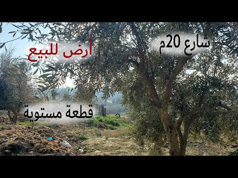 482 الأردن قطعة أرض في أم البساتين أم العساكر قرب أكاديمية المروج الدولية القطعة مباعة