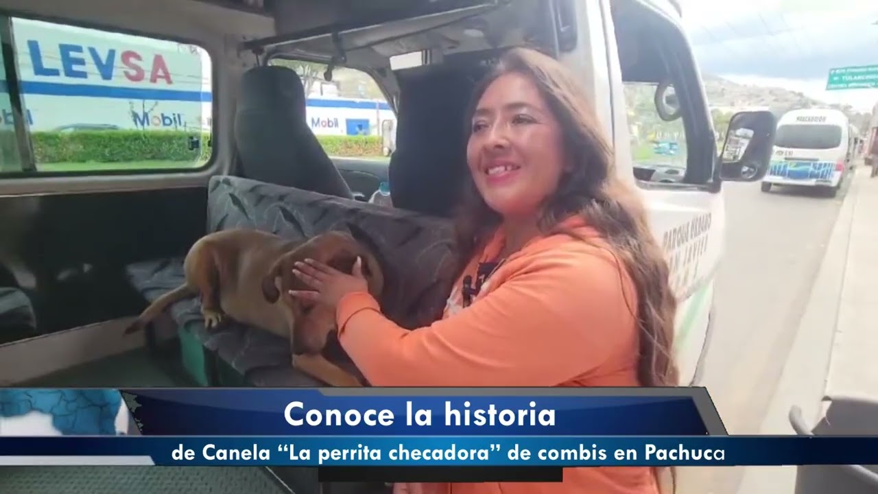 Conoce la historia de Canela La Perrita checadora de combis en Pachuca.