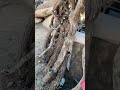 The Money Pit found a Buzz