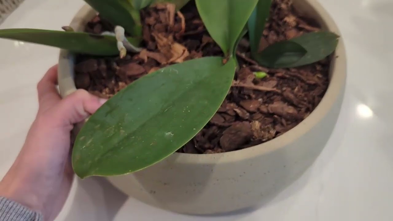 Recensione della miscela grossolana del mix per invasatura di orchidee Miracle Gro