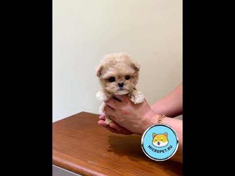 Мальтипу из Кореи