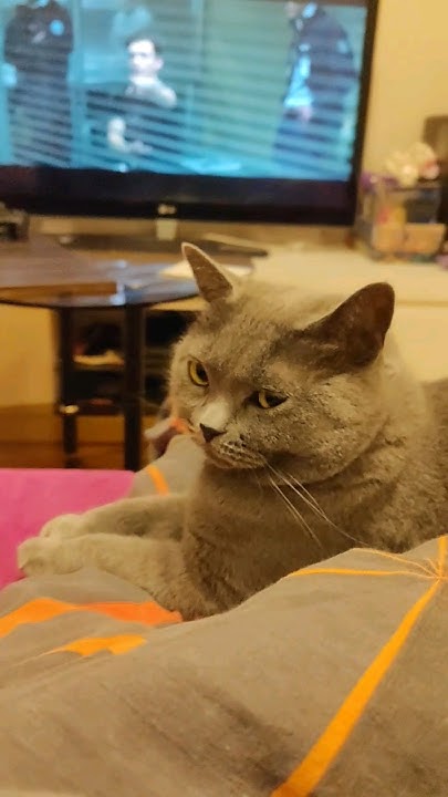 Грей смотрит фильм 🎥 #котики #кошка #фильм #дом #животные #шортс #юмор ...