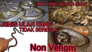 Download lagu JANGAN PANIK..!!!  bila bertemu ular ini - Jenis Ular yang tidak berbisa #non #venom #ular #cobra
