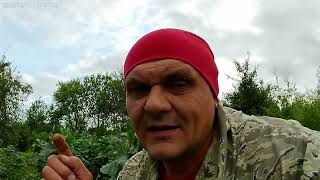 картинка: Уборка махорки.