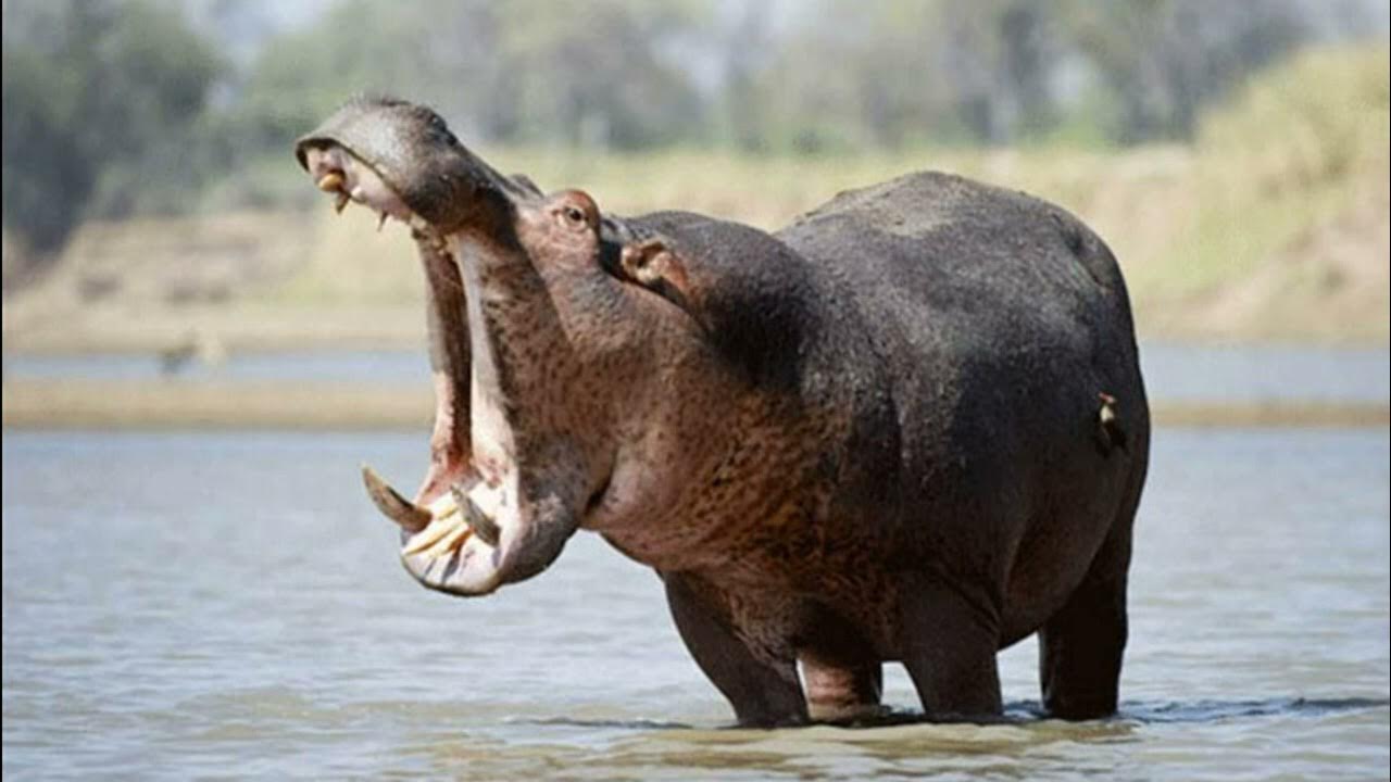 Бегемот развивает скорость. Максимальная скорость бегемота. Бегемот бежит. Гиппопотам бежит. Бегемот развивает скорость.