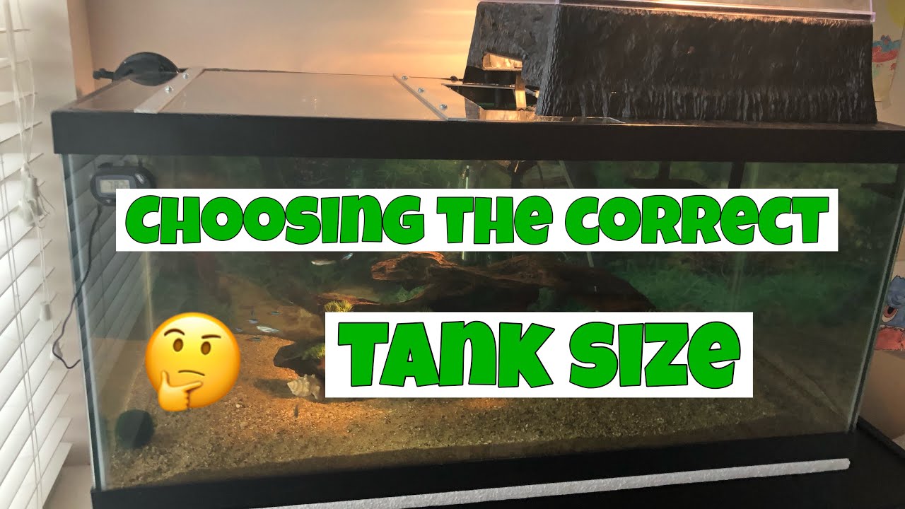 *CHOOSING* THE CORRECT TANK SIZE FOR YOUR TURTLE!! YouTube