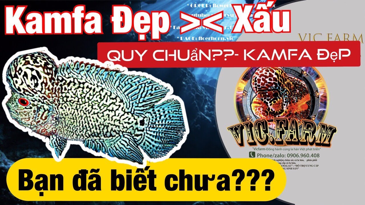 CÁCH CHỌN KAMFA ĐẸP- BẠN ĐÃ TÌM HIỂU ??? | FLOWERHORN | CÁ LA HÁN
