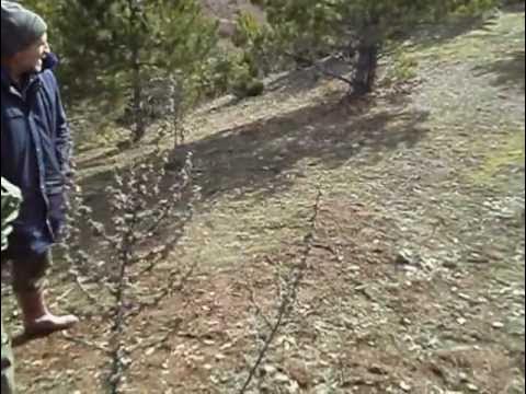 KÖYDE NİŞANA SİLAH SIKMAK - YouTube