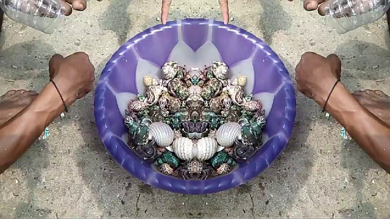 Kelomang Laut warna warni super besar - YouTube