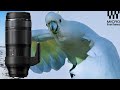 Practice Birds in Flight at Home - Olympus EM1 Mark II &amp; 100-400mm -Australian Cockatoos