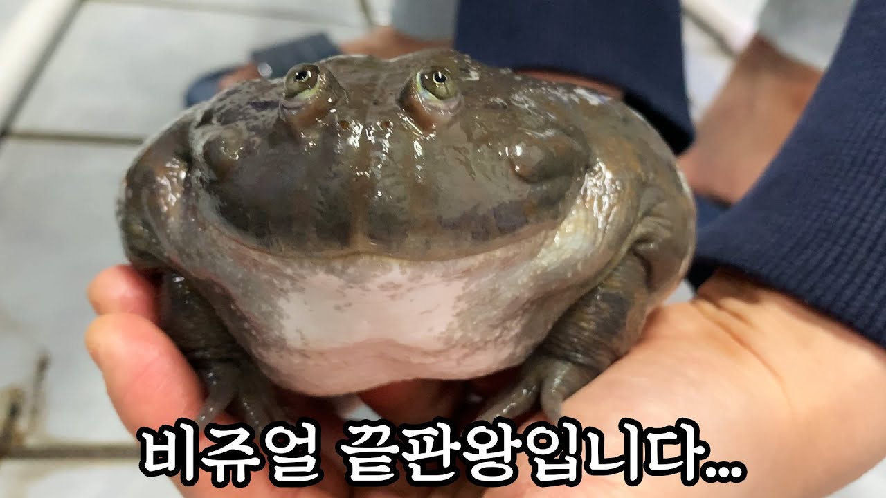 하마 개구리를 본 적이 있으신가요?ㄷㄷ 진짜 특이하네...