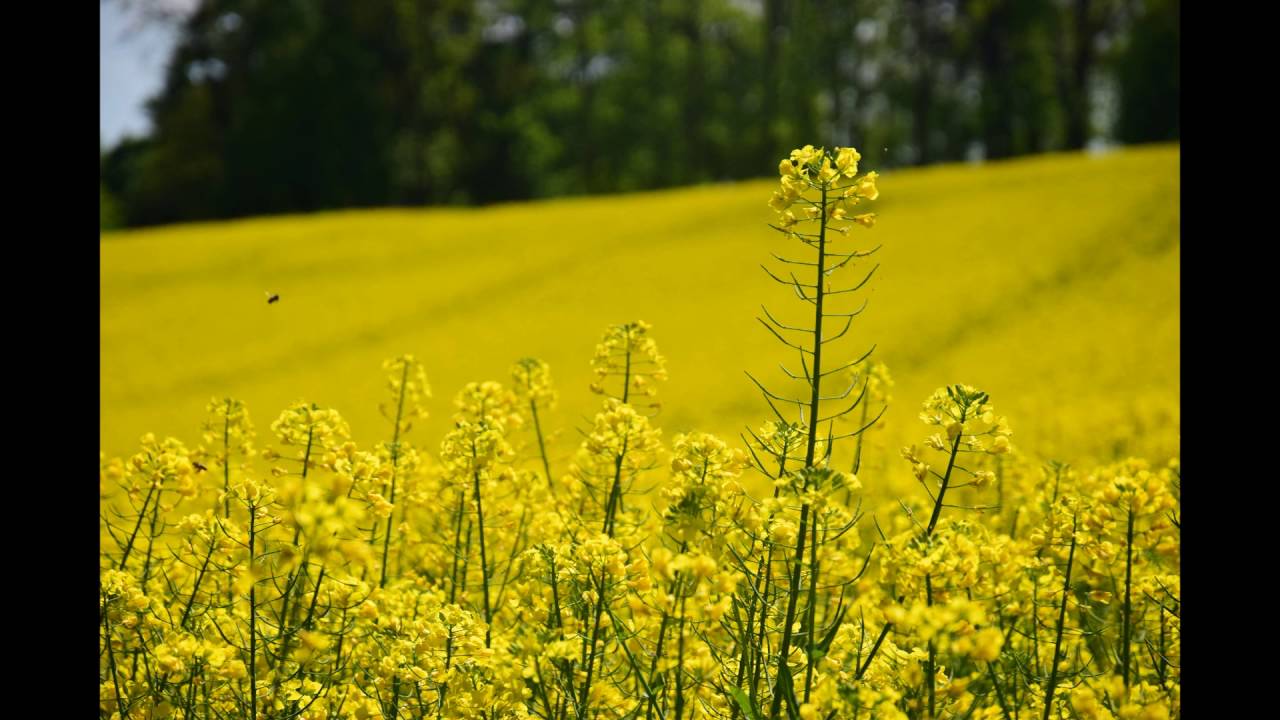 Olivier Messiaen - Michał Botor - "Plainte calme"