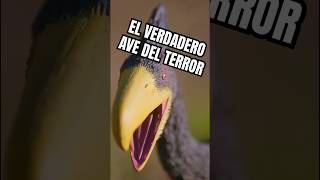 The #kelenkel is the most terrifying #bird that ever existed #animal