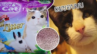 ทาสแมว EP.1 เจอแล้ว!! ทรายแมวที่เก็บกลิ่นดีที่สุดเท่าที่เคยใช้มา ทรายแมวเต้าหู้ | Cozy T