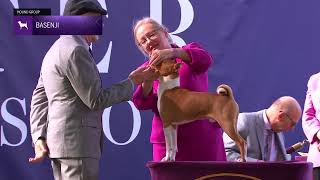 Basenjis | Breed Judging 2024