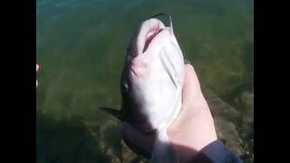Catfishing for channels
