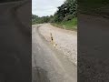 sibagat agusan del sur #shorts #roadtrip