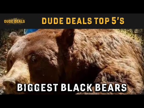 Top 5 Biggest Black Bears Hunted in the US
