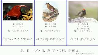 鳥, 目 スズメ目, 科 アトリ科, 区画 3 bird ハシブトクロカナリア ヒスパニオラズグロヒワ ベニマユマシコ ムナフヒワ ハジロカナリア プリンシペカナリア ミミグロカナリア ヒワ亜科