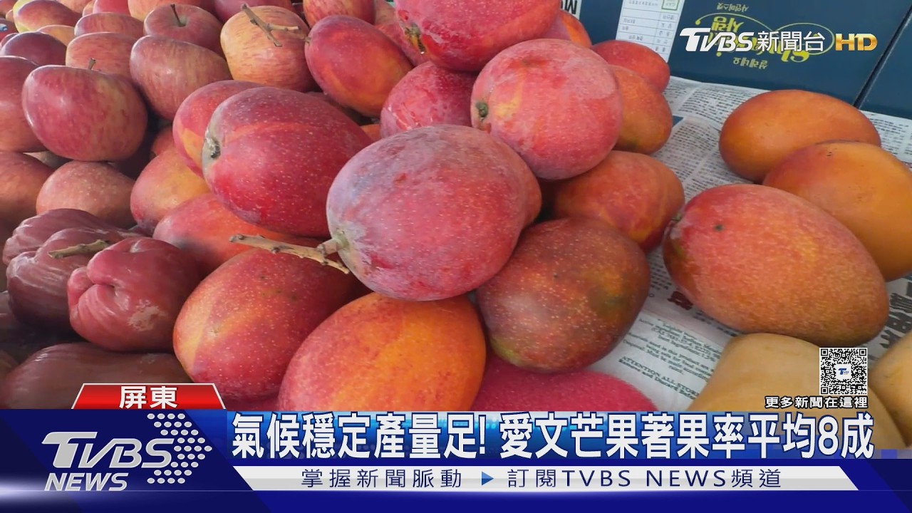 有口福了! 愛文芒果產量較去年翻3倍 量多價穩民眾大膽吃｜TVBS新聞 @TVBSNEWS01