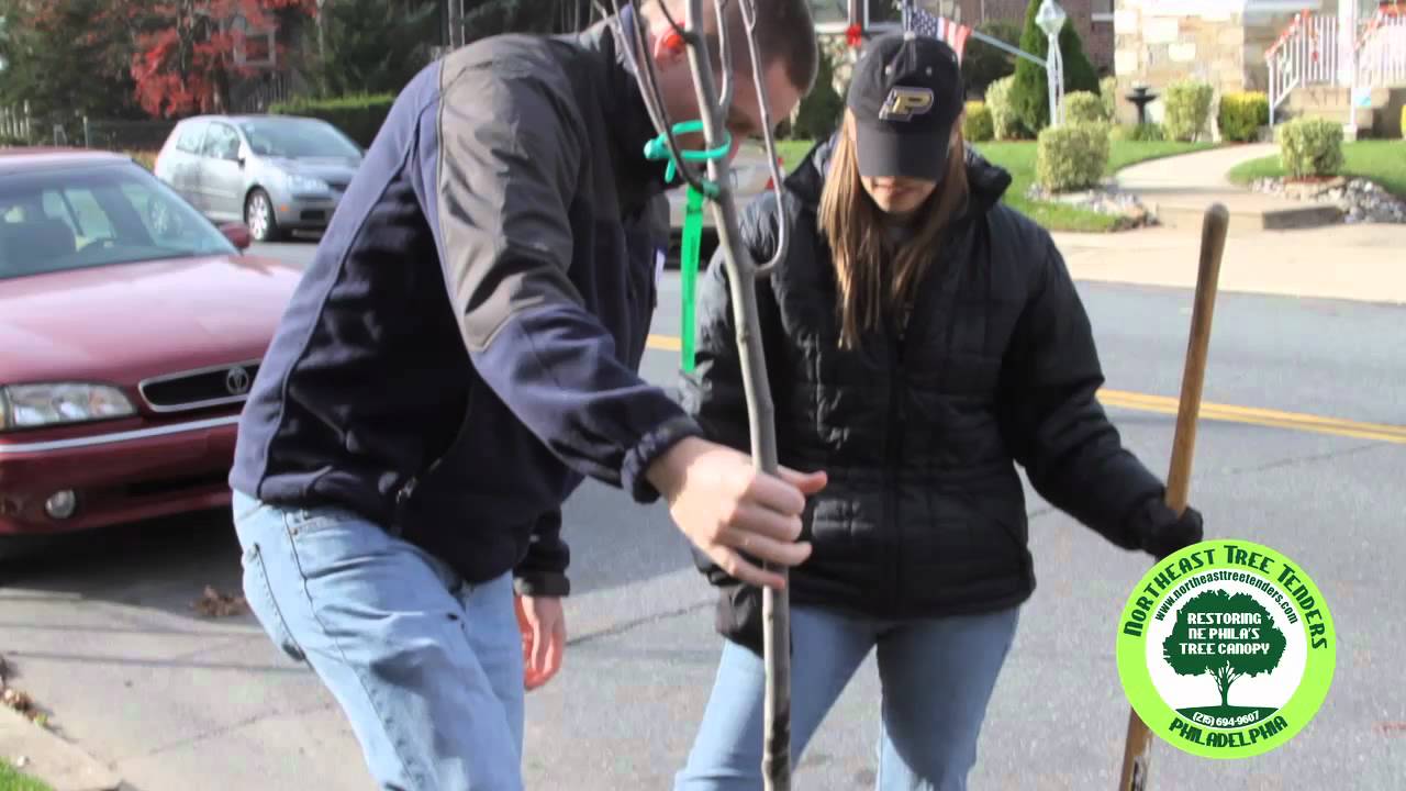 Northeast Tree Tenders - Fall 2009 Planting