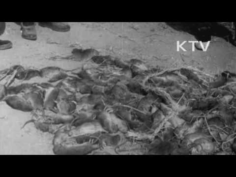 대한뉴스 제 772호-쥐를 잡자
