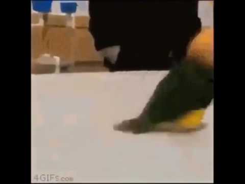 حبايبنا مشن ههههه تضحك