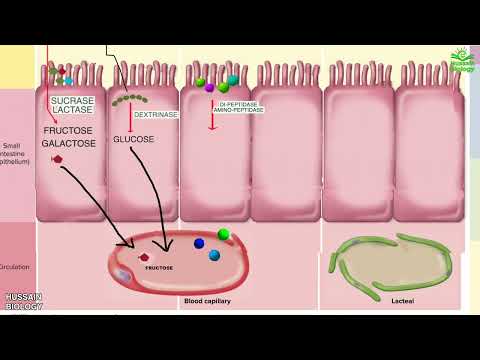 וִידֵאוֹ: במהלך הרעב לעכל חלבונים מאוחסנים שומנים?