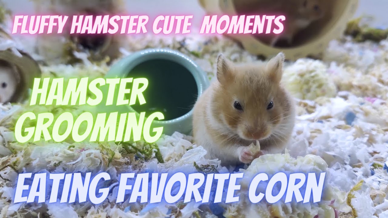 My happy fluffy syrian bear hamster grooming and eating, Cute moments 