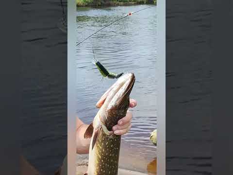#shorts #shortvideo #рекомендации #щукасука #поводилпогубам #рекарука #клюнулплюнул #недетскиеигры