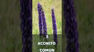 TOP 6 PLANTAS MAS VENENOSAS DEL MUNDO #shorts