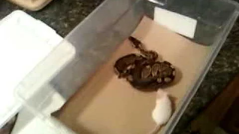 Ball Pythons Dash and Amaunet eating