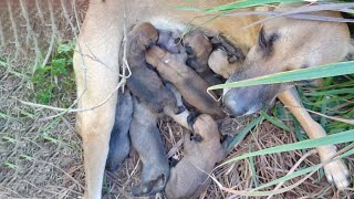 She Crying And Holding Her Little Cubs Lying In The Terrible Sun After Being Abandoned