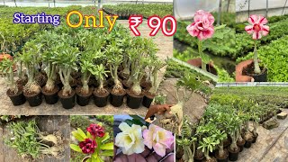 Grafted Adenium Plants Only 90  Low Price Rosy Adenium Sell Online  9804433746 Nkm