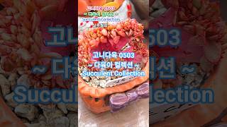 #다육이컬렉션 260503 #succulentcollection #succulents #succulentgarden #고니다육 #다육이모음 #다육이 #이찬원 #시월의시
