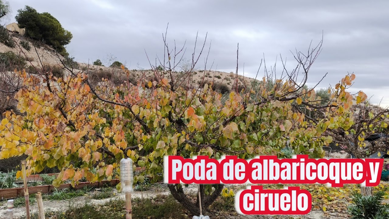 Poda de albaricoquero y ciruelo.
