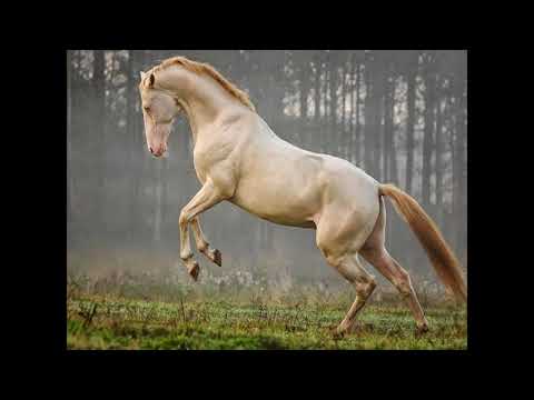 Kazak atları