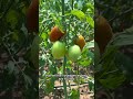 9 Tomato planting #tomato #planting #agriculture #7369180955547995438