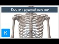 Кости грудной клетки - Анатомия человека | Kenhub