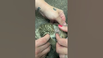 removing a botfly larvae from a kitten 😸😢♥