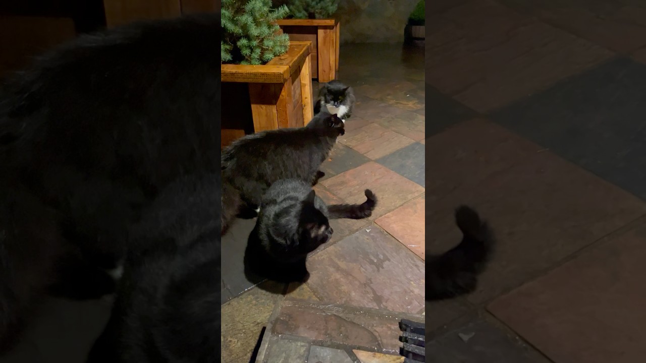 Котята Блэкнич, Маленький Греmlin и Медвежонок проводят время со мной после ужина и угощений.