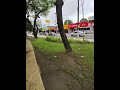 TEM ÁRVORE NA PRAÇA CENTENÁRIO COM NOME QUE EU NUNCA TINHA ESCUTADO