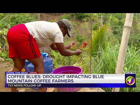 Coffee Blues: Drought Impacting Blue Mountain Coffee Farmers | TVJ News