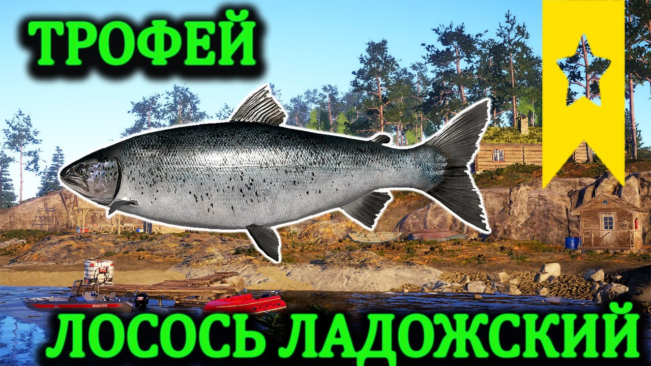 Ладожский лосось. Лосось Ладожский троф рр4. Трофей лосось Ладожский