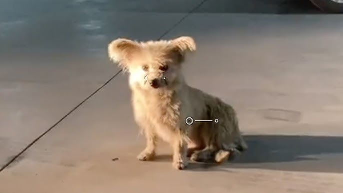 Tears rolling down her cheeks, she wandered around the parking lot looking for food and safe shelter - YouTube