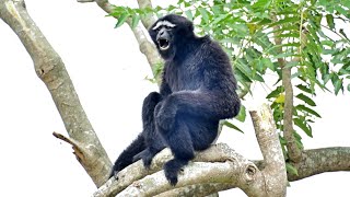 Hoolock Gibbon at Guwahati Zoo, Assam ~ March, 2021