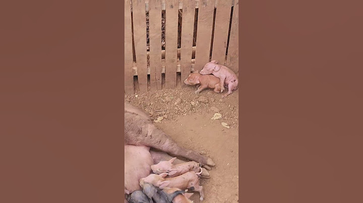 Filhotes de Porco recém nascidos. PIG.