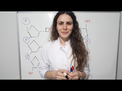 Video: DNA replikasyonundaki 4 ana enzim nelerdir?