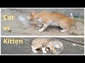 Cat game  cute cat and kitten vs glass ball  2stray cats