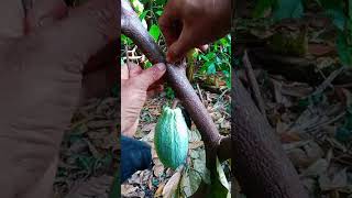grafting technique🌿🌿 #Grafting #graftingtechnique  #fruitgrafting #gardeningtips #trickgrafting